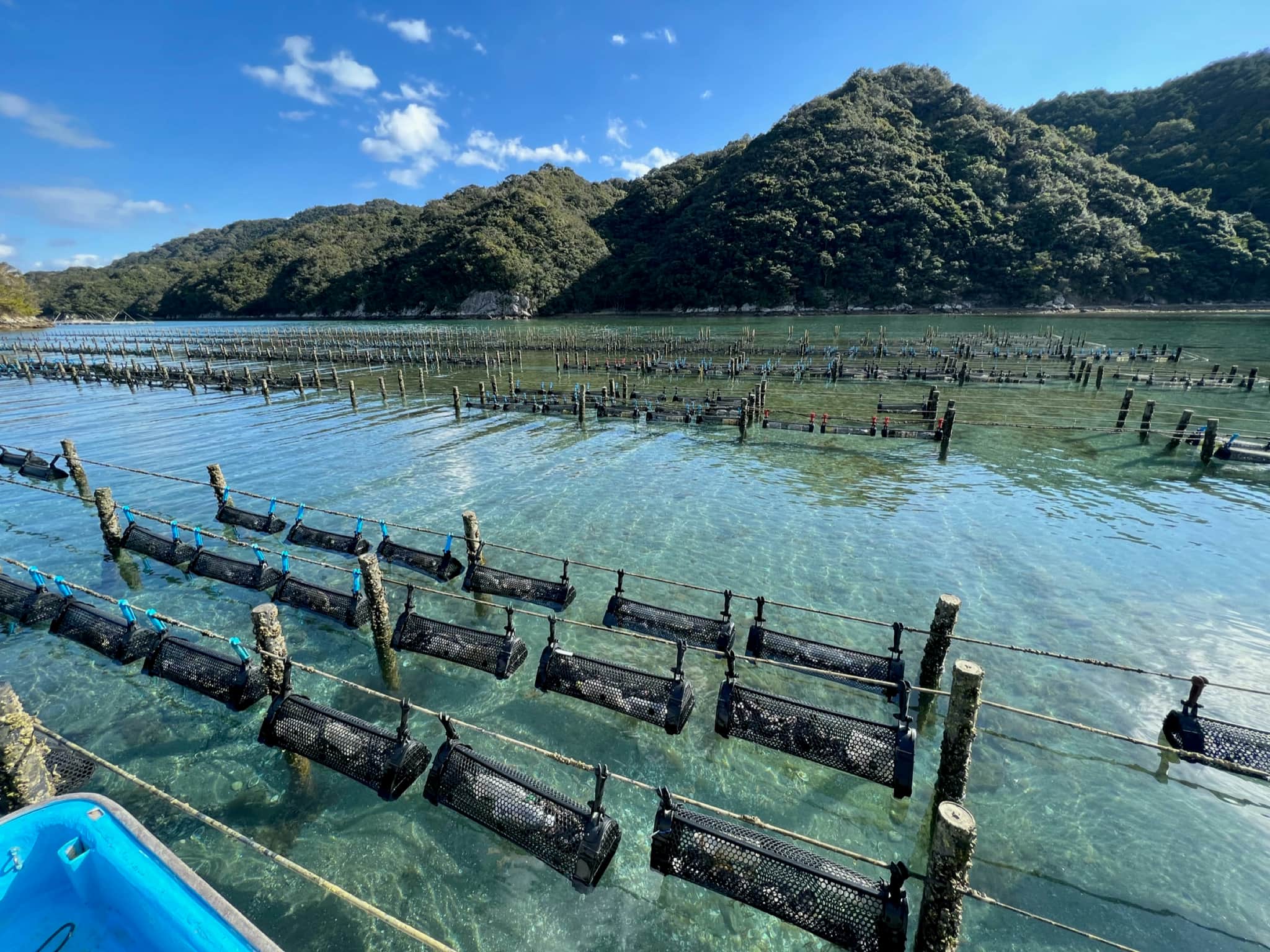 澄んだ海に牡蠣養殖のカゴが整然と並ぶ、リブルの漁場